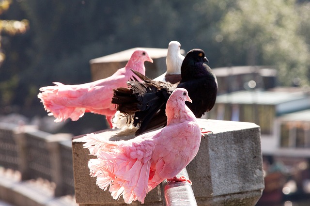 快船的选择 快船的选择